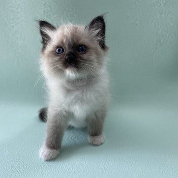 chaton Ragdoll seal point mitted vert Les Ragdolls de la Croisette