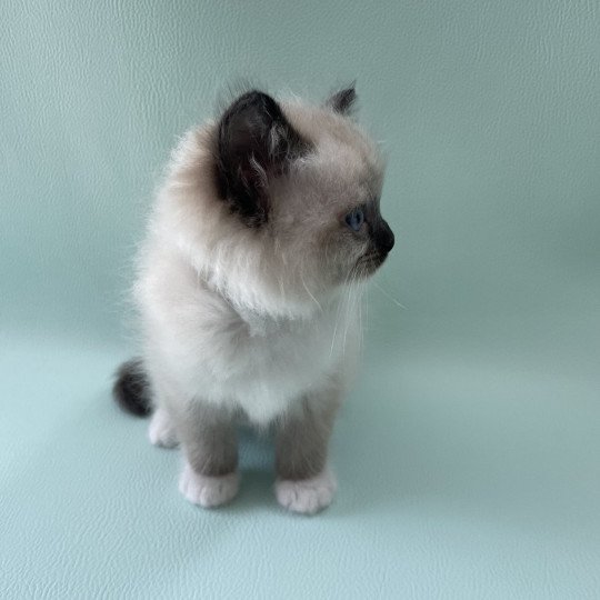 chaton Ragdoll seal point mitted vert Les Ragdolls de la Croisette