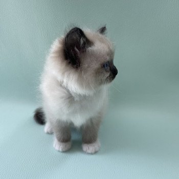 chaton Ragdoll seal point mitted vert Les Ragdolls de la Croisette chaton Ragdoll seal point mitted vert Les Ragdolls de la Croisette