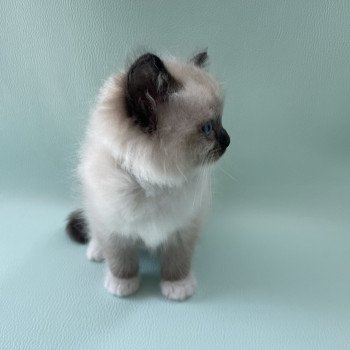 chaton Ragdoll seal point mitted vert Les Ragdolls de la Croisette