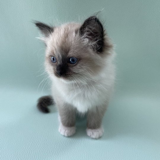 chaton Ragdoll seal point mitted vert Les Ragdolls de la Croisette