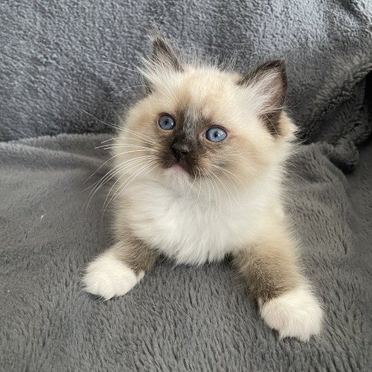 chaton Ragdoll seal point mitted vert Les Ragdolls de la Croisette