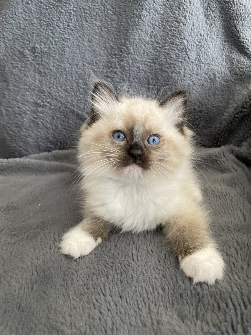 Utha vert De La Croisette Mâle Ragdoll
