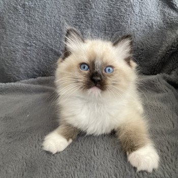 chaton Ragdoll seal point mitted vert Les Ragdolls de la Croisette