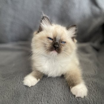 chaton Ragdoll seal point mitted vert Les Ragdolls de la Croisette