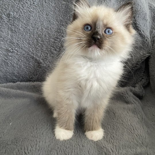 chaton Ragdoll seal point mitted vert Les Ragdolls de la Croisette