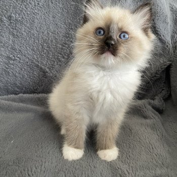 chaton Ragdoll seal point mitted vert Les Ragdolls de la Croisette chaton Ragdoll seal point mitted vert Les Ragdolls de la Croisette