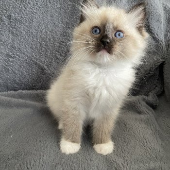 chaton Ragdoll seal point mitted vert Les Ragdolls de la Croisette