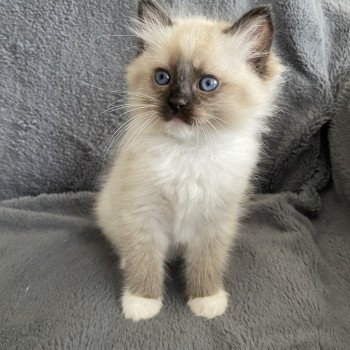 chaton Ragdoll seal point mitted vert Les Ragdolls de la Croisette