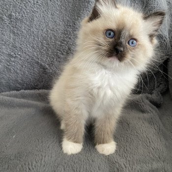 chaton Ragdoll seal point mitted vert Les Ragdolls de la Croisette