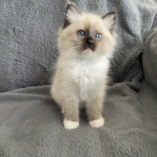 chaton Ragdoll seal point mitted vert Les Ragdolls de la Croisette