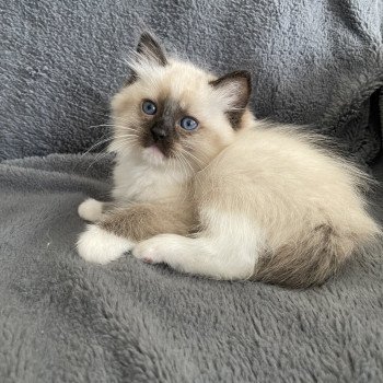 chaton Ragdoll seal point mitted vert Les Ragdolls de la Croisette chaton Ragdoll seal point mitted vert Les Ragdolls de la Croisette