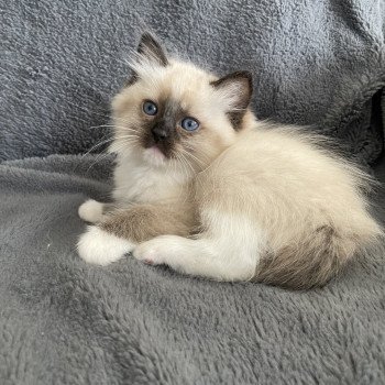 chaton Ragdoll seal point mitted vert Les Ragdolls de la Croisette