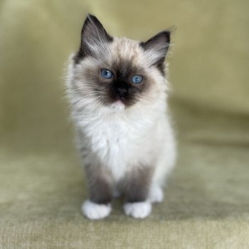 chaton Ragdoll seal point mitted Utha vert Les Ragdolls de la Croisette chaton Ragdoll seal point mitted Utha vert Les Ragdolls de la Croisette