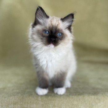 chaton Ragdoll seal point mitted Utha vert Les Ragdolls de la Croisette