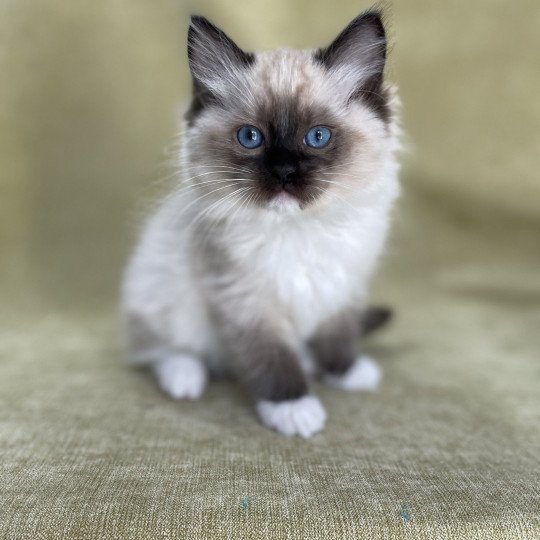 chaton Ragdoll seal point mitted Utha vert Les Ragdolls de la Croisette