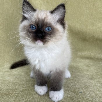 chaton Ragdoll seal point mitted Utha vert Les Ragdolls de la Croisette