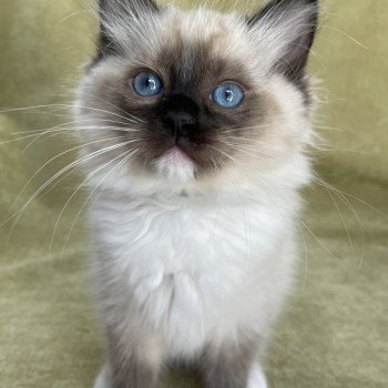 chaton Ragdoll seal point mitted Utha vert Les Ragdolls de la Croisette