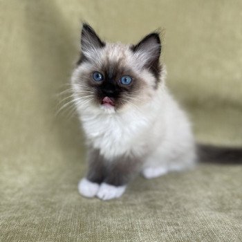 chaton Ragdoll seal point mitted Utha vert Les Ragdolls de la Croisette