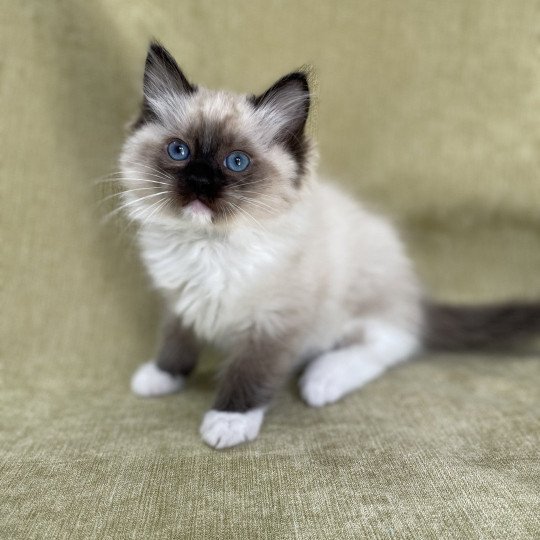 chaton Ragdoll seal point mitted Utha vert Les Ragdolls de la Croisette