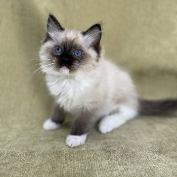 chaton Ragdoll seal point mitted Utha vert Les Ragdolls de la Croisette