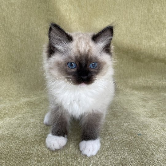 chaton Ragdoll seal point mitted Utha vert Les Ragdolls de la Croisette