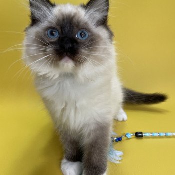 chaton Ragdoll seal point mitted Utha vert Les Ragdolls de la Croisette