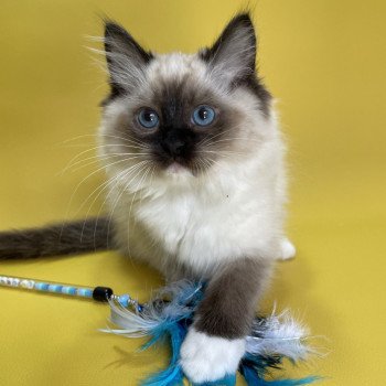 chaton Ragdoll seal point mitted Utha vert Les Ragdolls de la Croisette