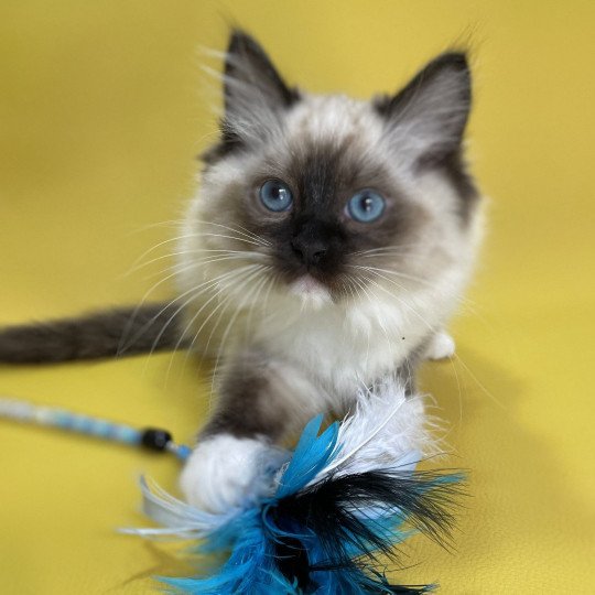 chaton Ragdoll seal point mitted Utha vert Les Ragdolls de la Croisette