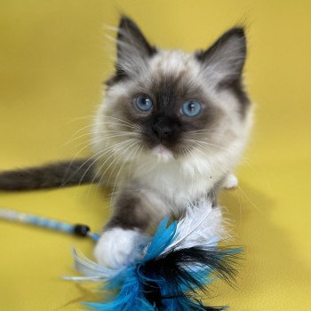 chaton Ragdoll seal point mitted Utha vert Les Ragdolls de la Croisette