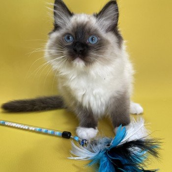 chaton Ragdoll seal point mitted Utha vert Les Ragdolls de la Croisette