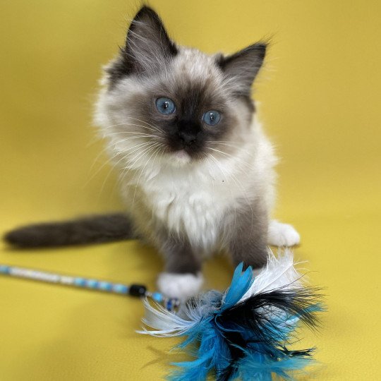 chaton Ragdoll seal point mitted Utha vert Les Ragdolls de la Croisette