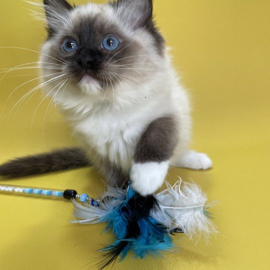 chaton Ragdoll seal point mitted Utha vert Les Ragdolls de la Croisette