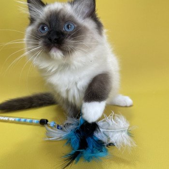 chaton Ragdoll seal point mitted Utha vert Les Ragdolls de la Croisette