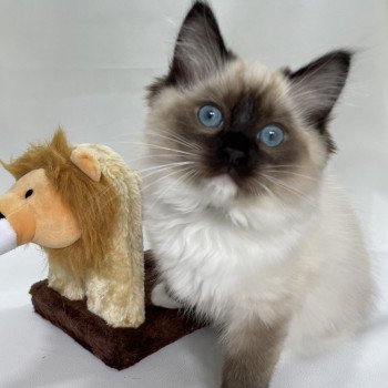 chaton Ragdoll seal point mitted Utha vert Les Ragdolls de la Croisette chaton Ragdoll seal point mitted Utha vert Les Ragdolls de la Croisette