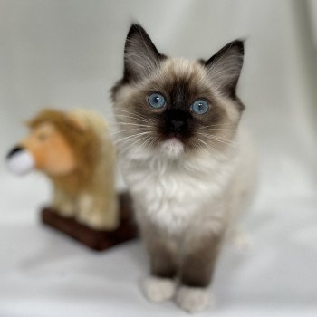 chaton Ragdoll seal point mitted Utha vert Les Ragdolls de la Croisette