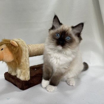 chaton Ragdoll seal point mitted Utha vert Les Ragdolls de la Croisette