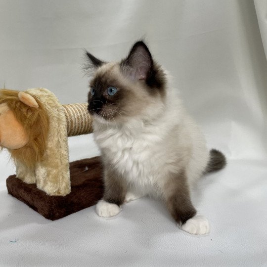 chaton Ragdoll seal point mitted Utha vert Les Ragdolls de la Croisette