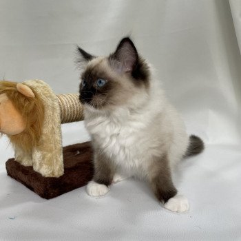 chaton Ragdoll seal point mitted Utha vert Les Ragdolls de la Croisette