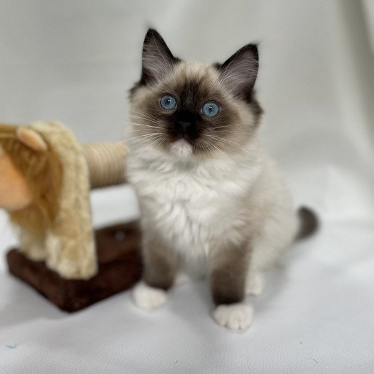 chaton Ragdoll seal point mitted Utha vert Les Ragdolls de la Croisette