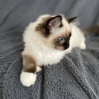 chaton Ragdoll seal point mitted Utha vert Les Ragdolls de la Croisette