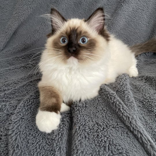 chaton Ragdoll seal point mitted Utha vert Les Ragdolls de la Croisette