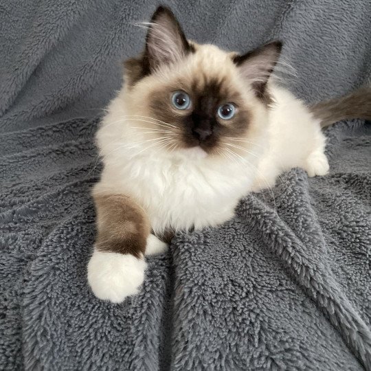 chaton Ragdoll seal point mitted Utha vert Les Ragdolls de la Croisette