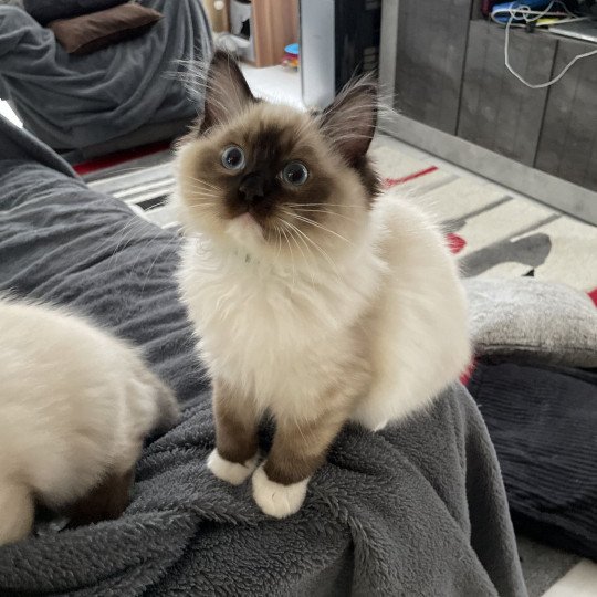 chaton Ragdoll seal point mitted Utha vert Les Ragdolls de la Croisette