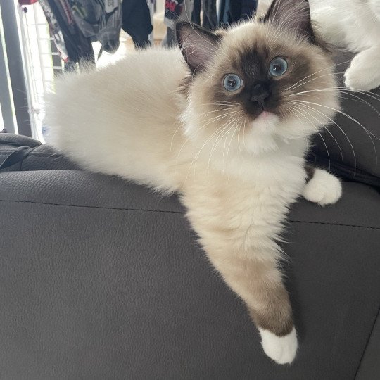 chaton Ragdoll seal point mitted Utha vert Les Ragdolls de la Croisette