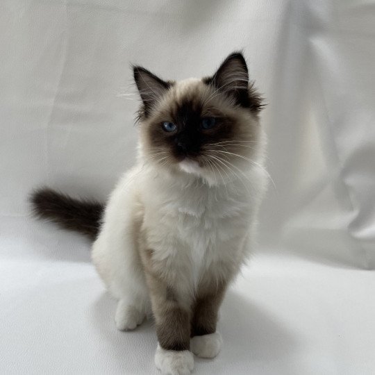 chaton Ragdoll seal point mitted Utha vert Les Ragdolls de la Croisette