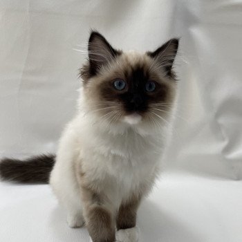 chaton Ragdoll seal point mitted Utha vert Les Ragdolls de la Croisette chaton Ragdoll seal point mitted Utha vert Les Ragdolls de la Croisette