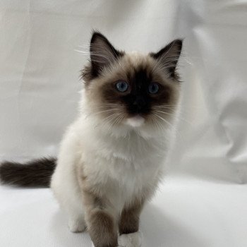 chaton Ragdoll seal point mitted Utha vert Les Ragdolls de la Croisette