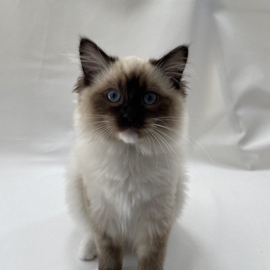 chaton Ragdoll seal point mitted Utha vert Les Ragdolls de la Croisette