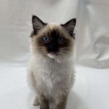 chaton Ragdoll seal point mitted Utha vert Les Ragdolls de la Croisette chaton Ragdoll seal point mitted Utha vert Les Ragdolls de la Croisette